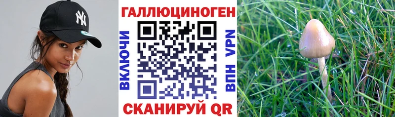 Псилоцибиновые грибы Cubensis  Купить  Лысково 
